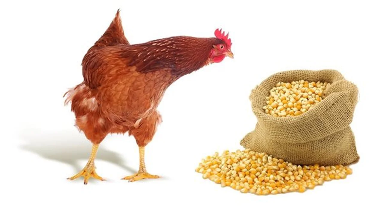 ارتفاع أسعار الذرة يؤثر على تكلفة الأعلاف والحبوب في الأسواق اليوم الثلاثاء